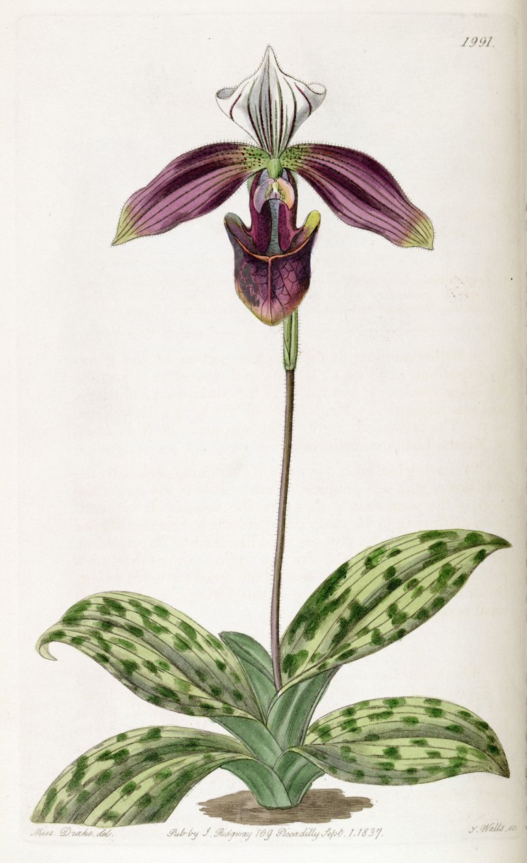 Paphiopedilum purpuratum (as syn. Cypripedium purpuratum) av Miss Drake