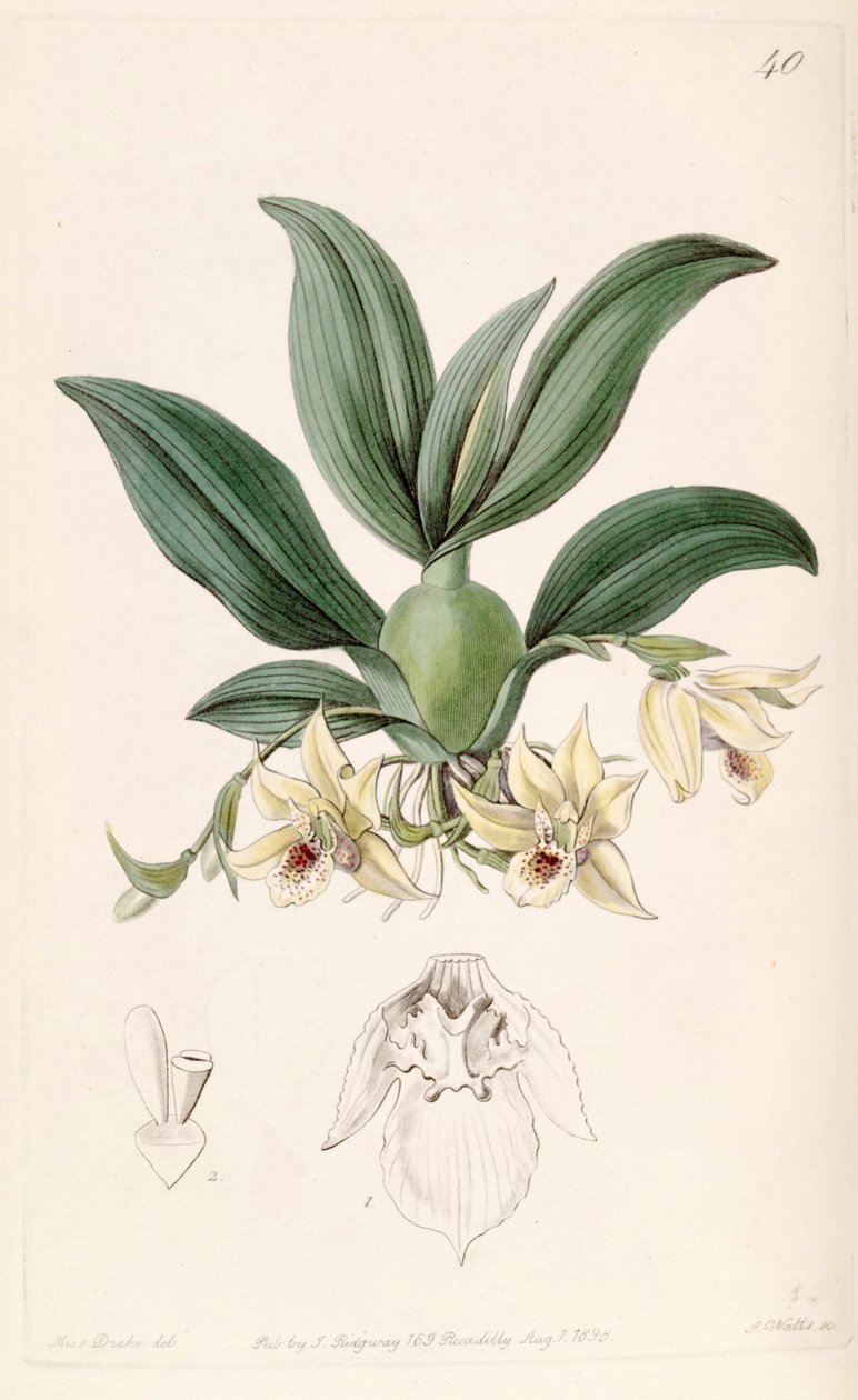 Promenaea rollissonii (as syn. Maxillaria rollissonii) av Miss Drake