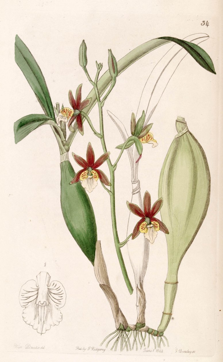 Prosthechea pterocarpa (as syn. Epidendrum pterocarpum) av Miss Drake