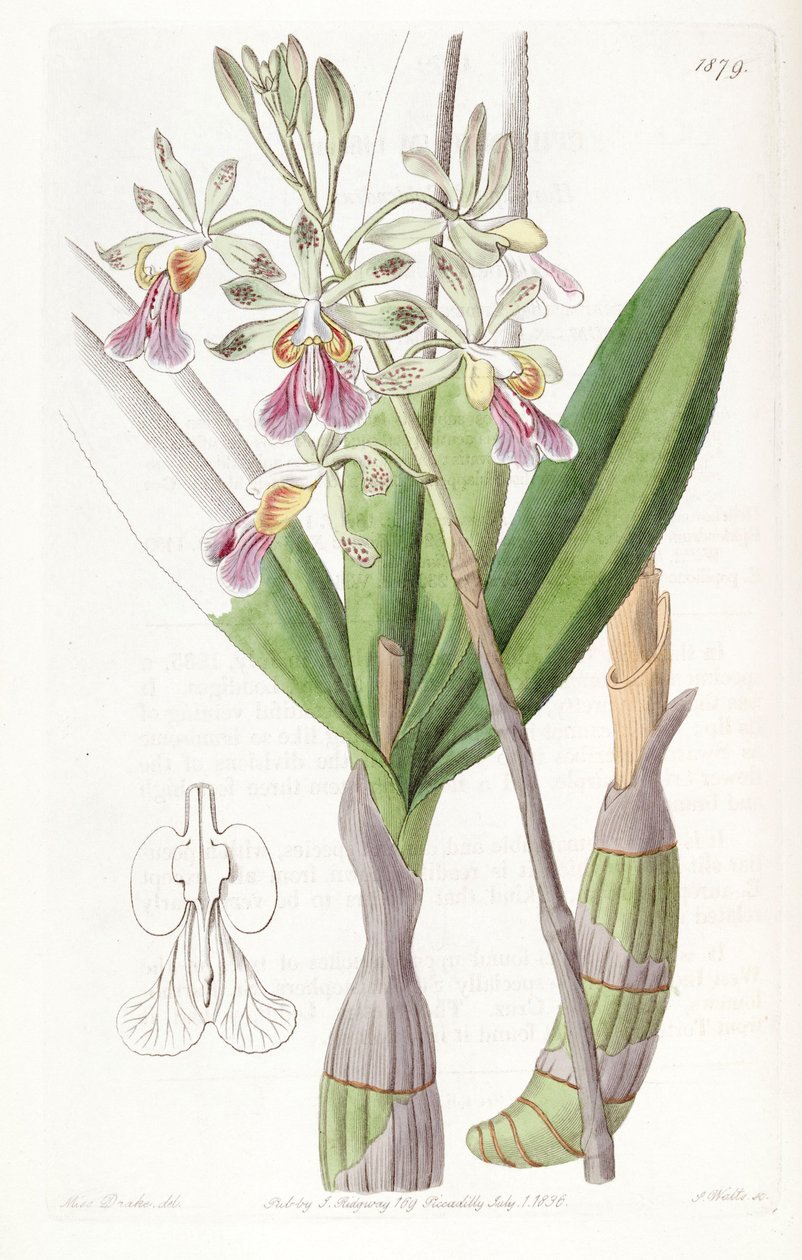 Psychilis bifida (as syn. Epidendrum bifidum) av Miss Drake