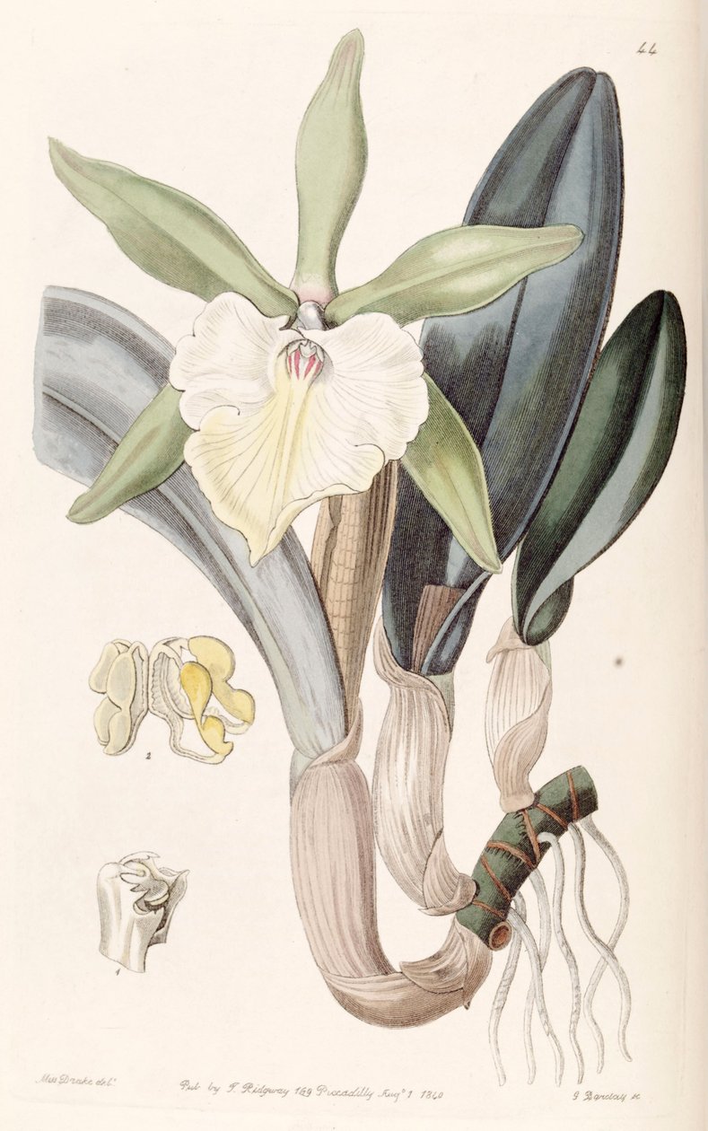 Rhyncholaelia glauca  or Brassavola glauca av Miss Drake