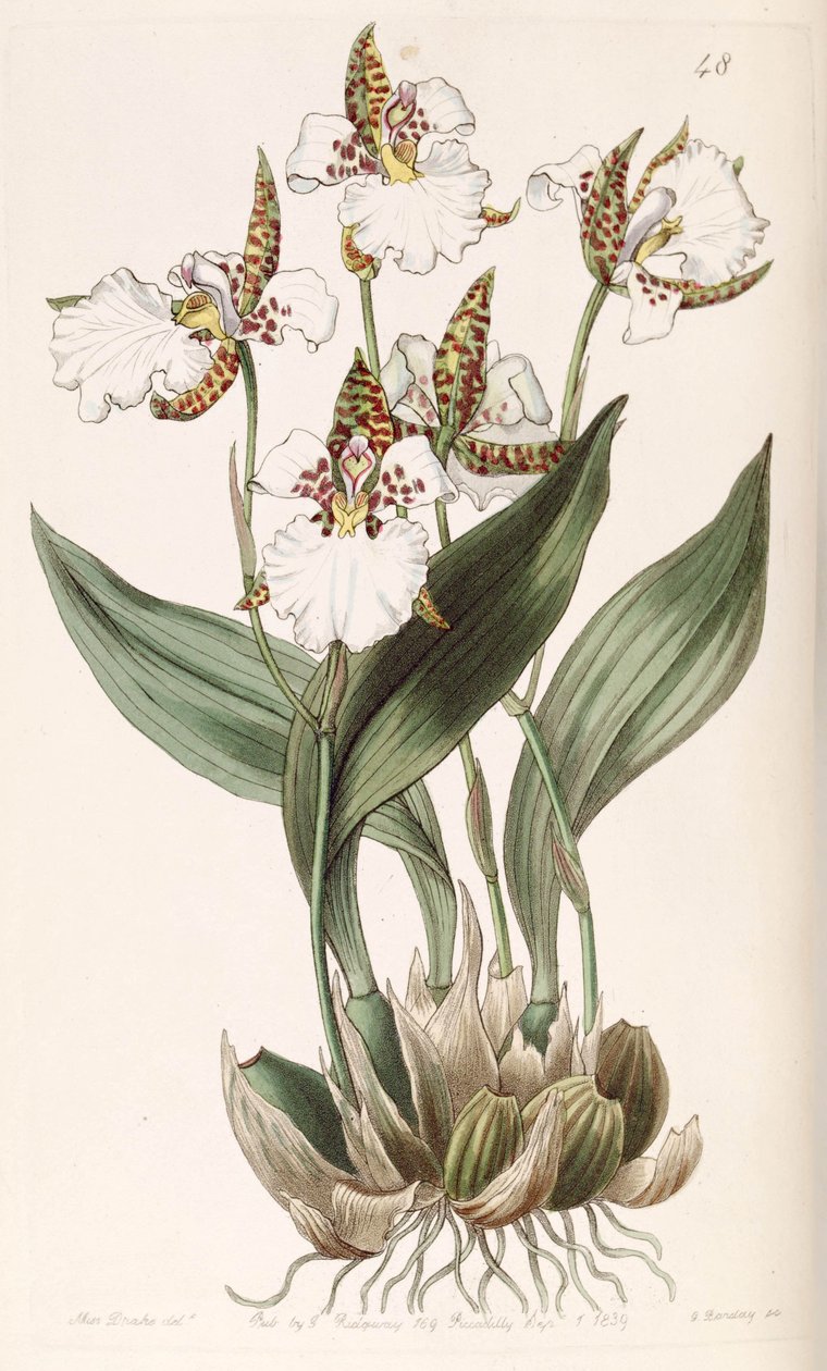 Rhynchostele rossii (as syn. Odontoglossum rossii) av Miss Drake