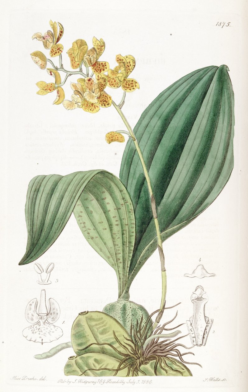 Rudolfiella Aurantiaca av Miss Drake