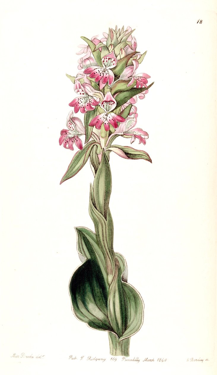 Satyrium erectum (as syn. Satyrium pustulatum) av Miss Drake
