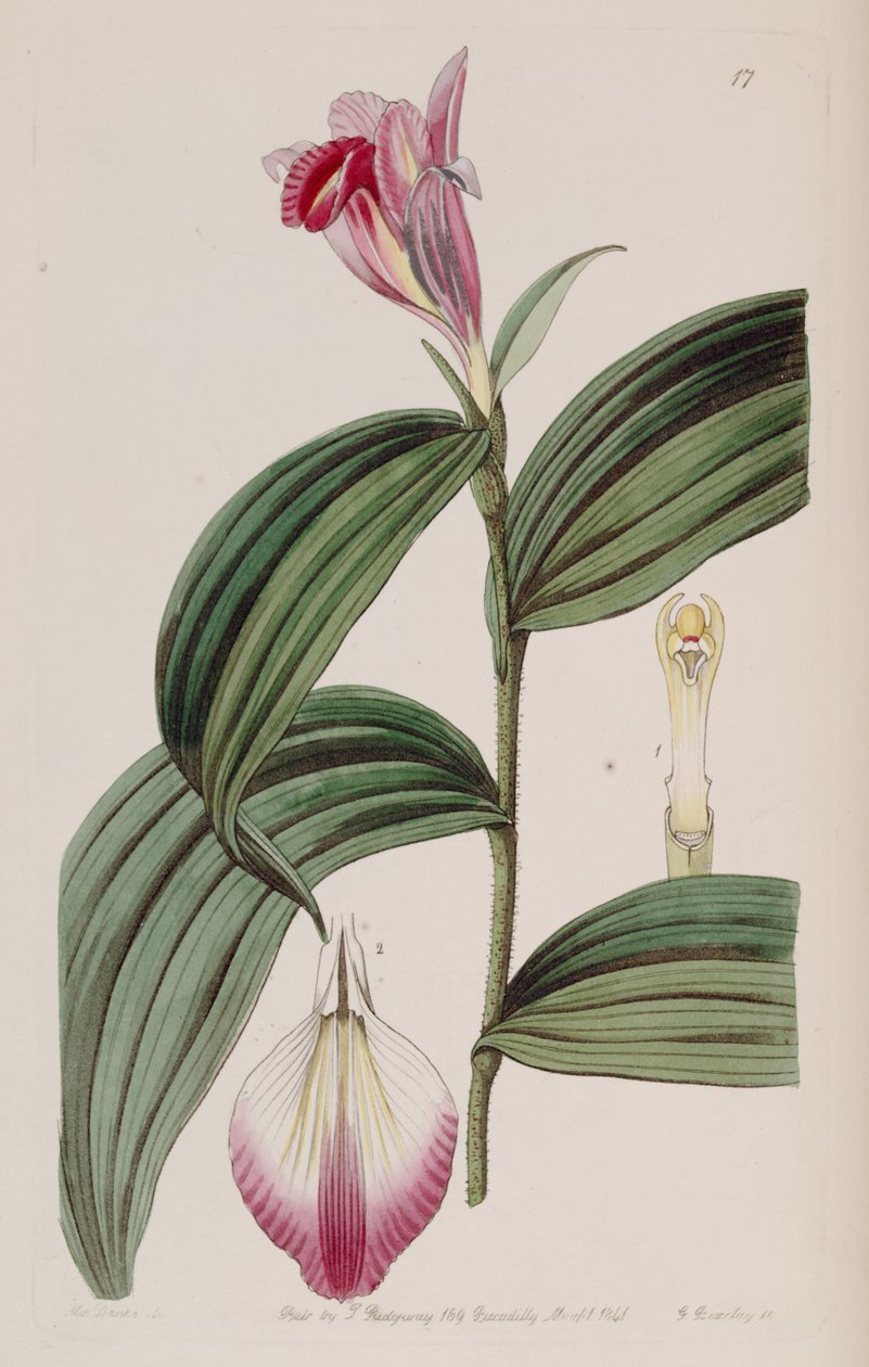 Sobralia dekorera av Miss Drake