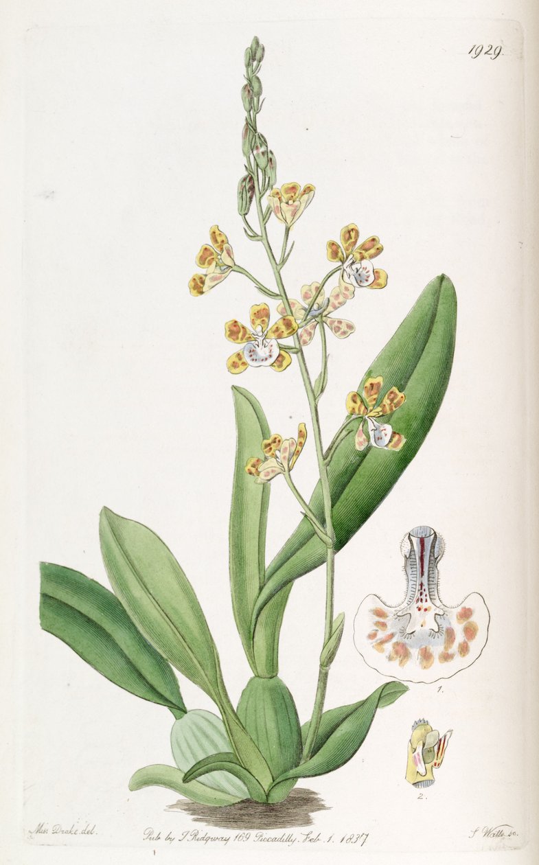 Solenidium lunatum (as syn. Oncidium lunatum) av Miss Drake