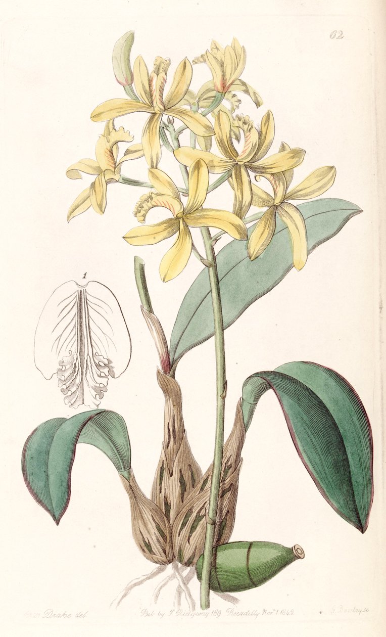 Sophronitis crispata (as syn. Laelia flava) av Miss Drake