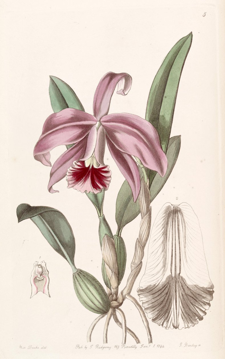 Sophronitis pumila (as syn. Cattleya pumila) av Miss Drake
