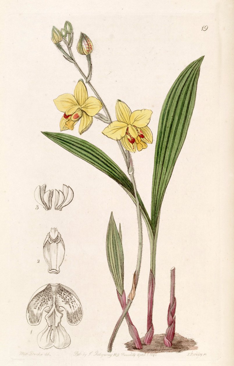 Spathoglottis pubescens (as syn. Spathoglottis fortunei, spelled by Lindley as Spathoglottis fortuni) av Miss Drake
