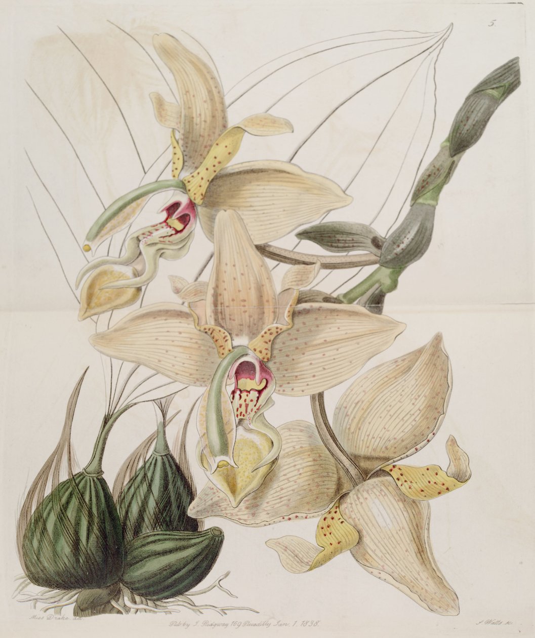 Stanhopea × quadricornis  Lindl. (1838) (Stanhopea grandiflora × Stanhopea wardii) av Miss Drake