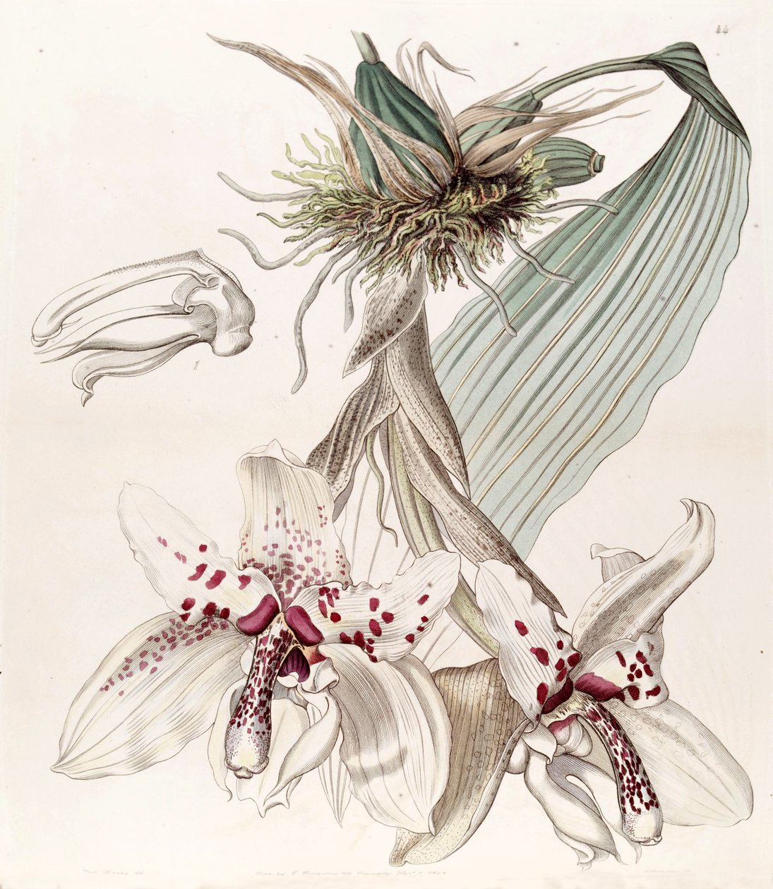 Stanhopea martiana (as syn. Stanhopea martiana var. bicolor) av Miss Drake