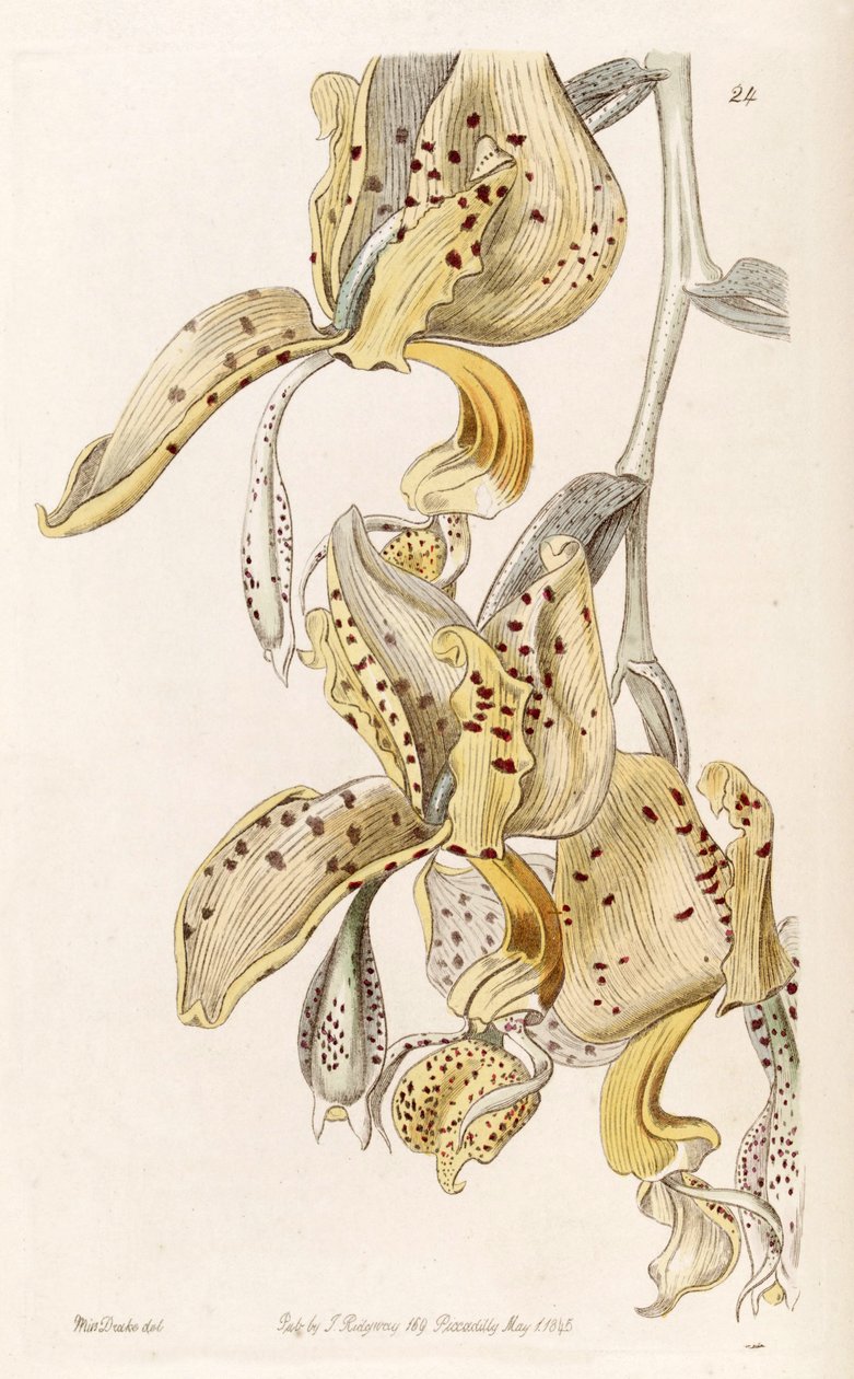 Stanhopea oculata (as syn. Stanhopea bucephalus) av Miss Drake