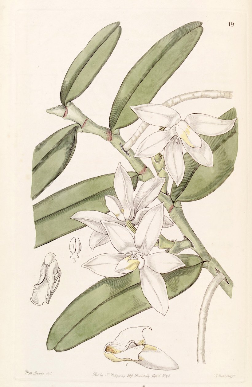 Thrixspermum calceolus (as syn. Sarcochilus calceolus) av Miss Drake