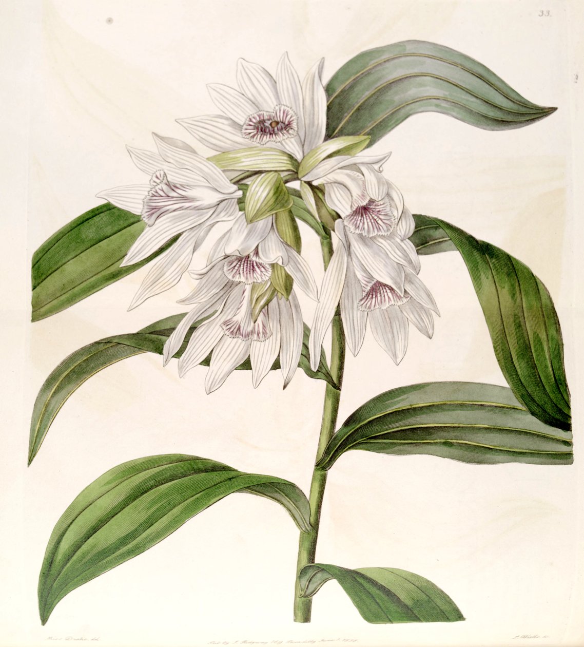 Thunia alba (as syn. Phaius albus) av Miss Drake