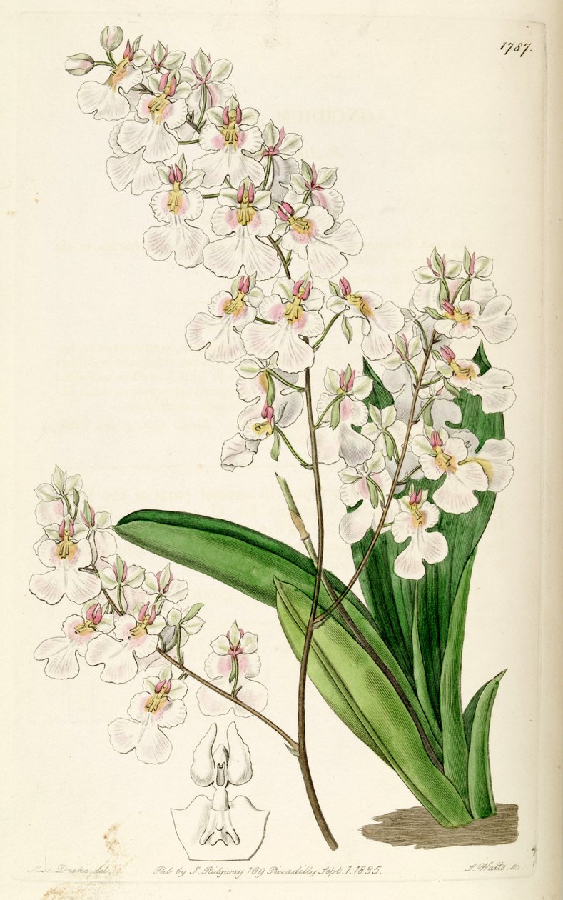 Tolumnia pulchella (as syn. Oncidium pulchellum) av Miss Drake