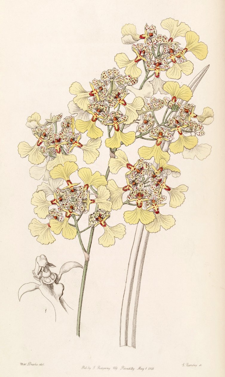 Trichocentrum lacerum (as syn. Oncidium lacerum) av Miss Drake