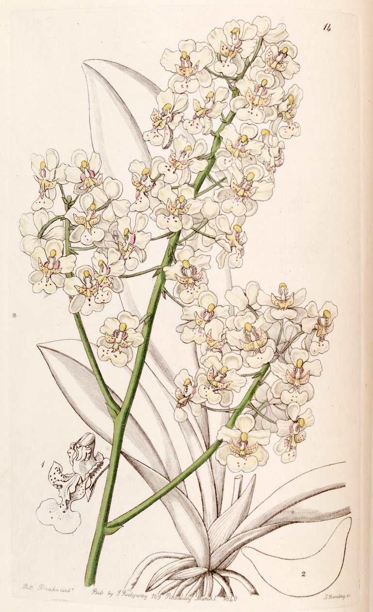 Trichocentrum stramineum (as syn. Oncidium stramineum) av Miss Drake