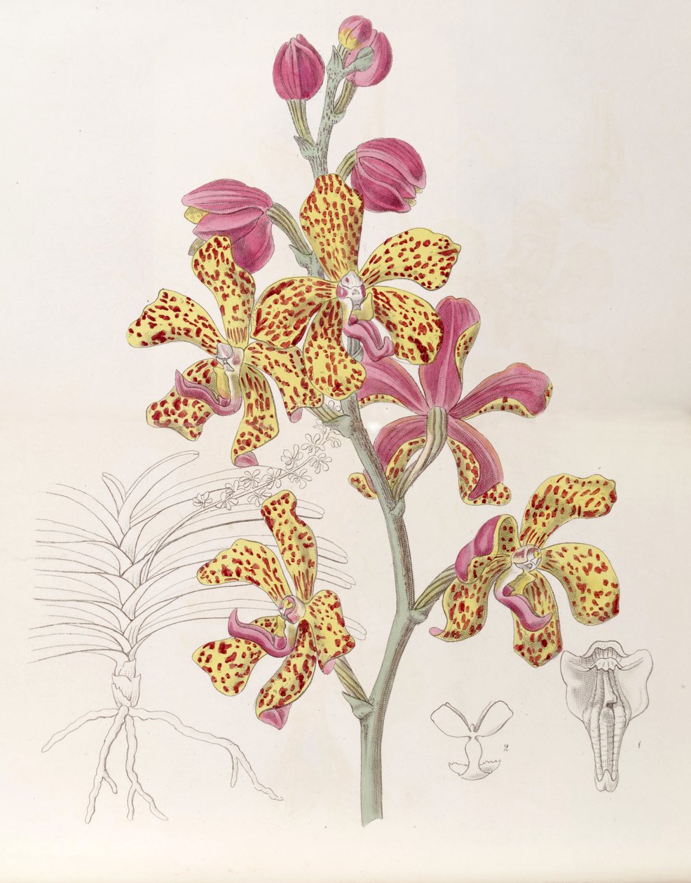 Vandopsis lissochiloides (as syn. Vanda batemannii, spelled Vanda batemanni) av Miss Drake