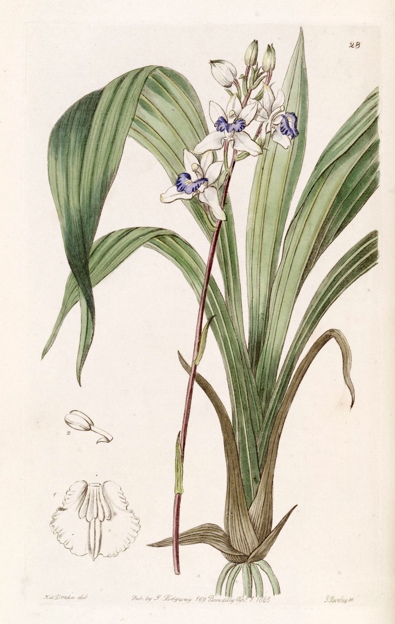 Warreella cyanea (as syn. Warrea cyanea) av Miss Drake