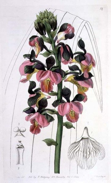 Orchis Lissochilus Roseus, utgiven av I. Ridgway av Miss Drake