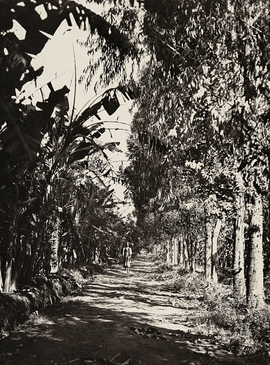 Att bygga ett imperium i den fascistiska tidsåldern: en fruktlund i Cheren, 1936-05-09 (s/v foto) av Modestino Baldinetti