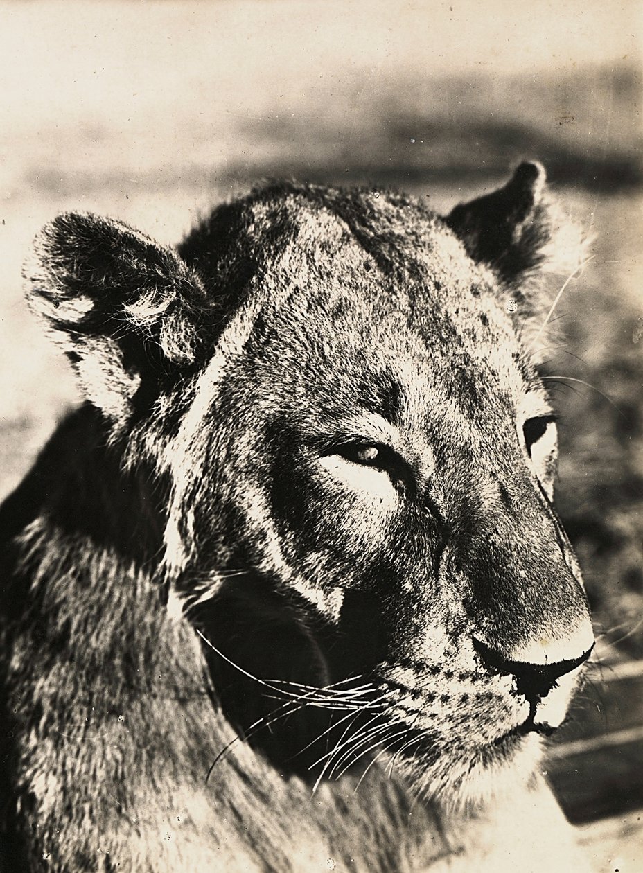 Bygga ett imperium i den fascistiska tidsåldern: huvudet av ett lejon, 1936-05-09 (s/v foto) av Modestino Baldinetti