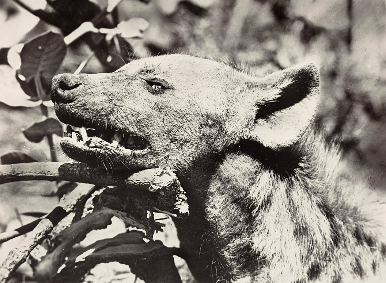 Bygga ett imperium i den fascistiska tidsåldern: hyenas chef, 1936-05-09 (s/v foto) av Modestino Baldinetti