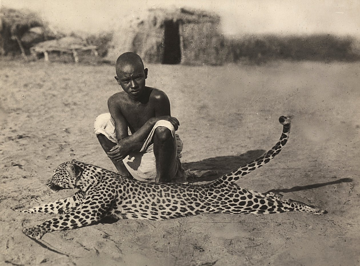 Bygga ett imperium i den fascistiska tidsåldern: inhemska visar en leopard, 1936-05-09 (s/v foto) av Modestino Baldinetti