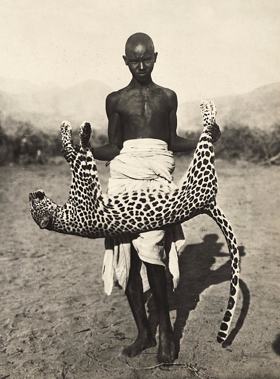 "Building an Empire" i den fascistiska tidsåldern: inhemska som visar en leopard, 1936-05-09 (s/v foto) av Modestino Baldinetti