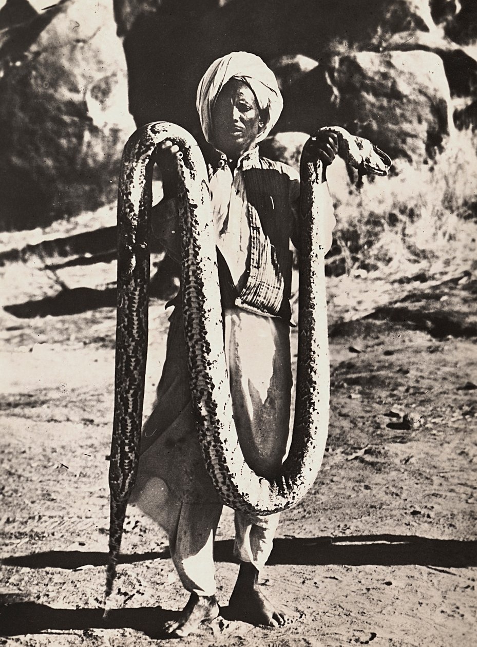 Att bygga ett imperium i den fascistiska tidsåldern: inhemska med en pytonslang, 1936-05-09 (s/v foto) av Modestino Baldinetti