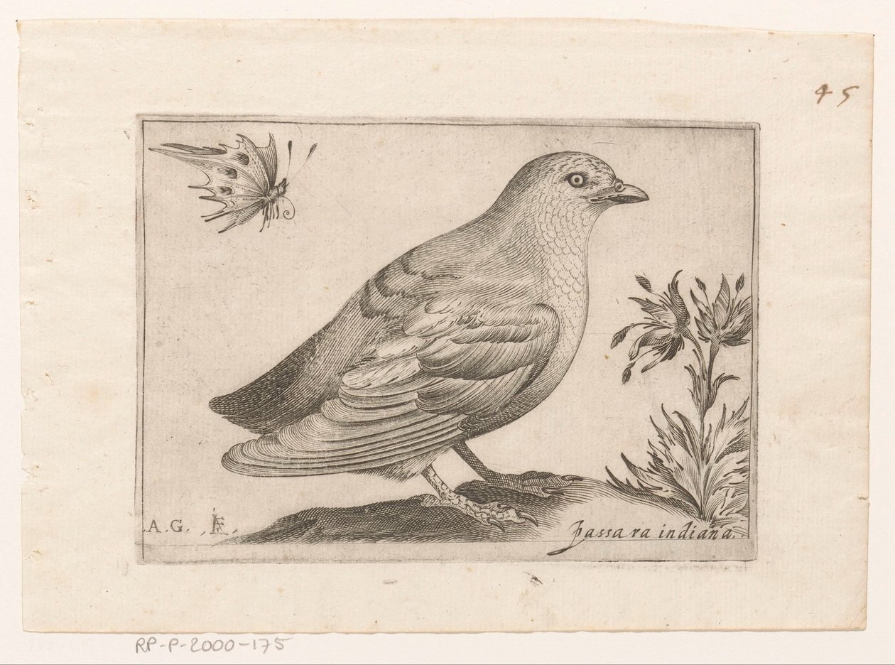 Vogel Passra Indiana (titel på objekt) Vogels (serietitel) av Monogrammist AG