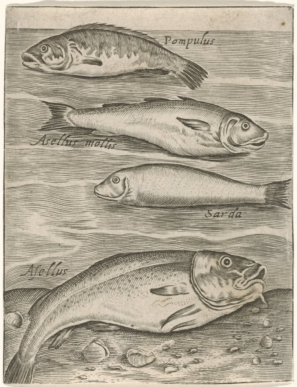 Studieblad met vier vissen Fisk live-ikoner (serietitel) av Monogrammist P+P