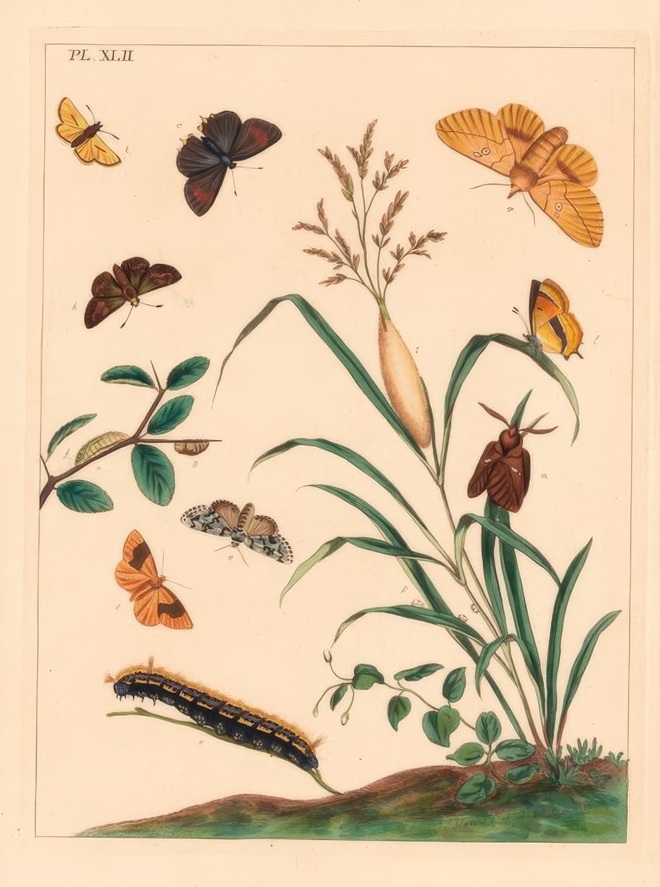 Drickfjäril, Euthrix potatoria, brunt hårstrå, Thecla betulae, stor skeppare, Ochlodes sylvanus, liten skeppare, Thymelicus sylvestris, knappa marvel du jour, Dipthera runica och barbera, Plagodis pulveraria av Moses Harris