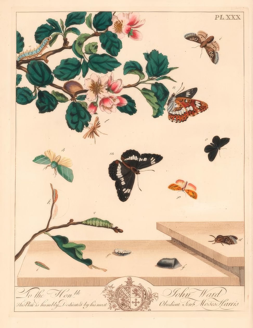 Figur av åtta nattfjäril, Diloba caeruleocephala, vit amiral, Limenitis arthemis, sotare, Odezia atrata, röd valvfjäril, Callimorpha miniata, brun plymmal, Pterophorus pterodactylus, få silverlinjer, Bena bicolorana och hypen nosfjäril av Moses Harris