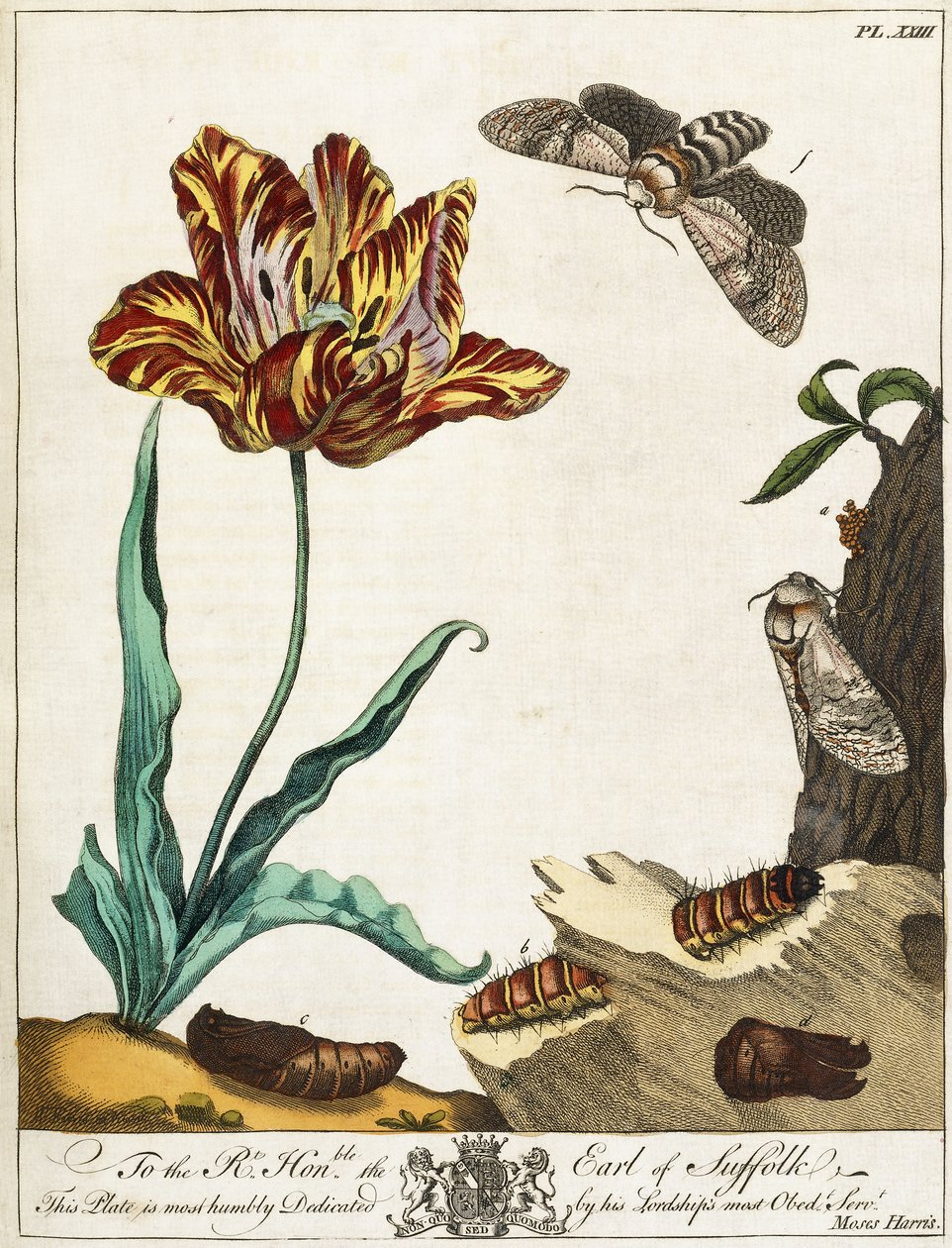 Life-cycle of a Moth, tavla 23, från "The Aurelian, or Natural History of English Insects", 1778 av Moses Harris