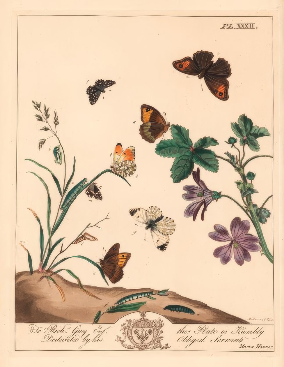 Ängsbrun fjäril, Maniola jurtina, wood lady eller orange tip, Anthocharis cardamines och grizzled skeppare, Pyrgus alveolus av Moses Harris