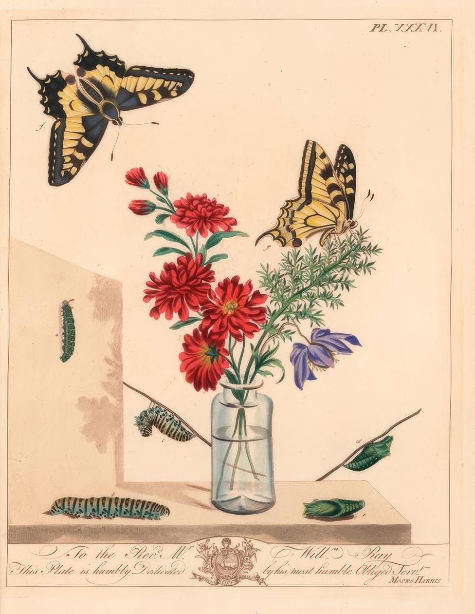 Svalstjärtsfjäril, Papilio machaon. Handkolorerad litografi efter illustration av Moses Harris