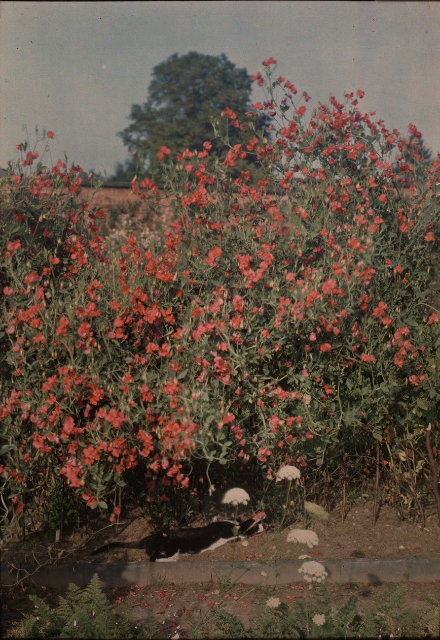 Cat and Sweetpeas, ca. 1907. av Moss