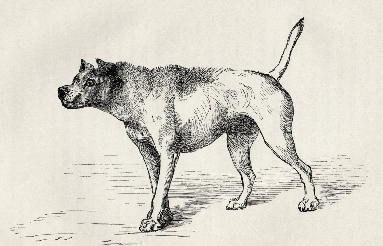 Hund närmar sig en annan hund med fientliga avsikter, från Charles Darwins "The Expression of the Emotions in Man and Animals", 1872 av Mr. Riviere