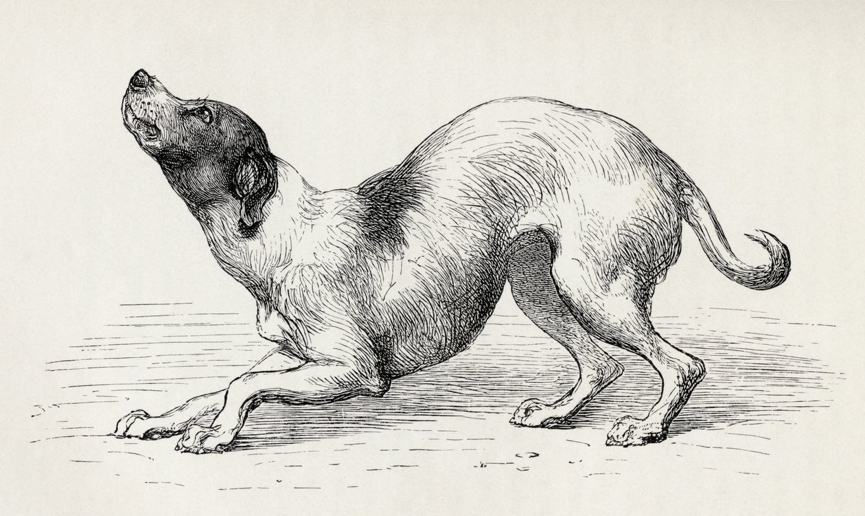 Hund i en ödmjuk och tillgiven sinnesstämning, från Charles Darwins "The Expression of the Emotions in Man and Animals", 1872 av Mr. Riviere