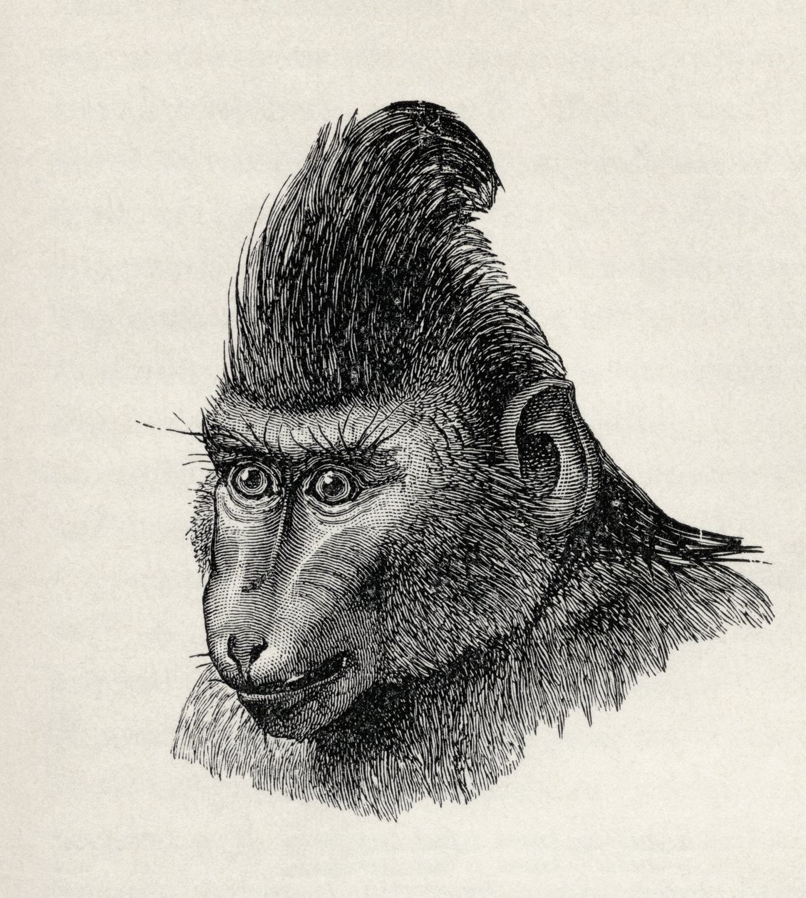 Cynopithecus niger i se tulaga toafilemu, mai Charles Darwin