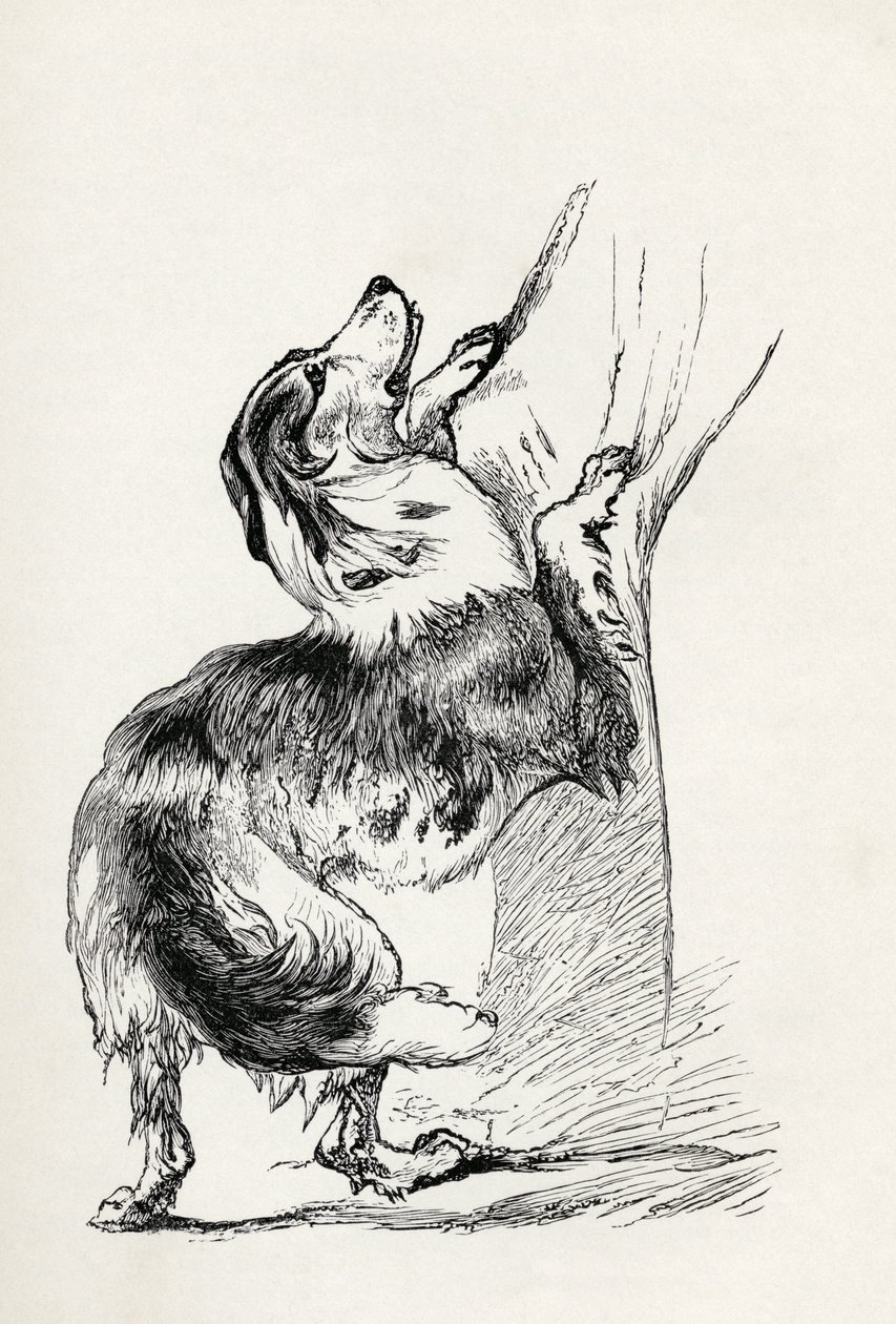 Halvuppfödd herdehund som smeker sin husse, från Charles Darwins "The Expression of the Emotions in Man and Animals", 1872 av Mr. A. May