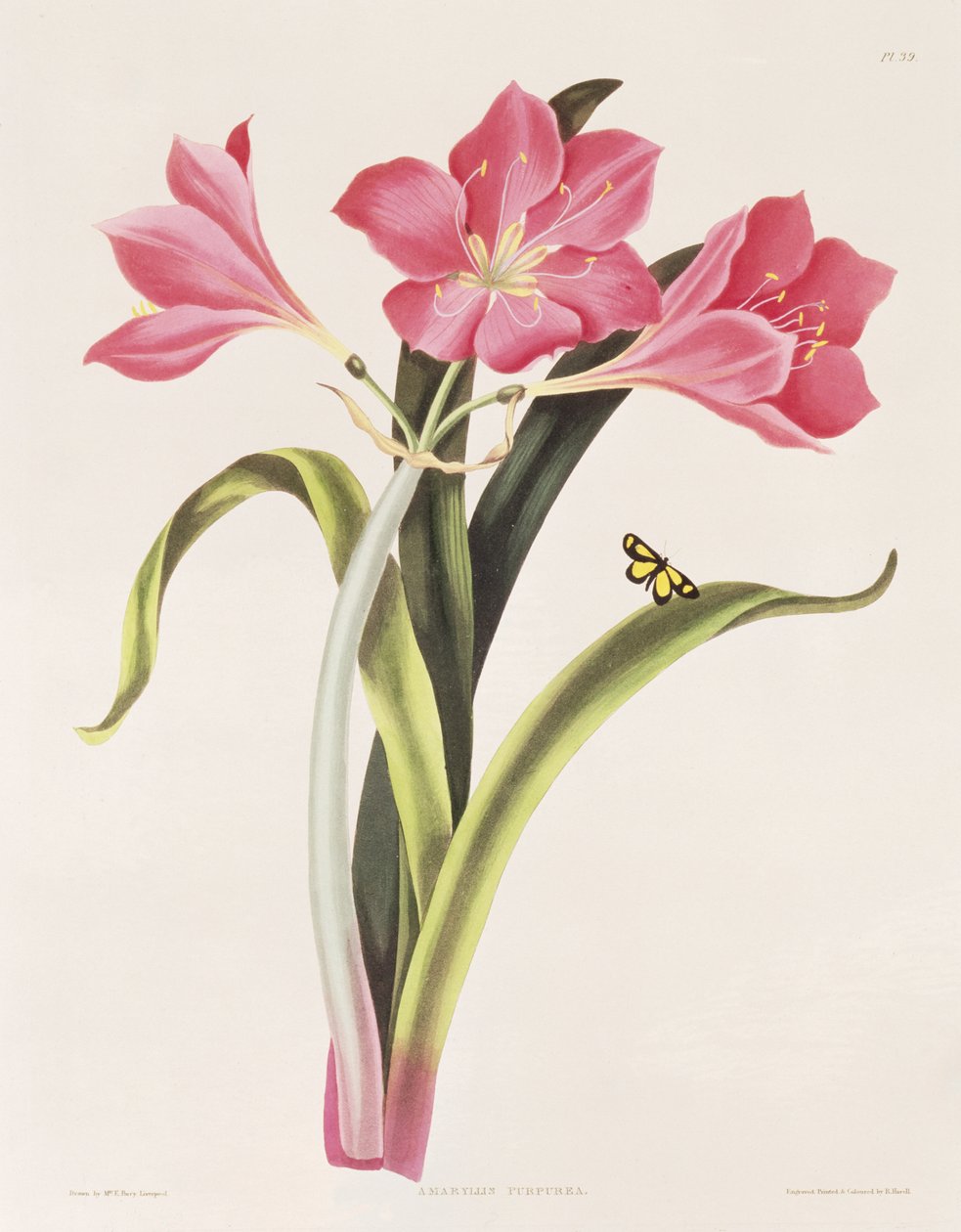 Amaryllis purpurea, tallrik 39 från "Selection of Hexandrian Plants", graverad av Robert Havell (1769-1832), pub. 1831-34 av Mrs Edward Bury