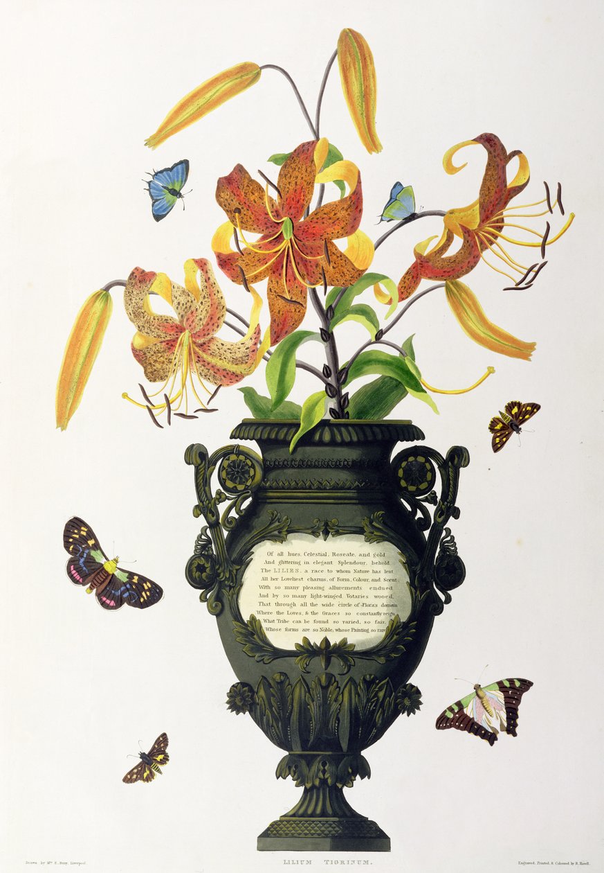 Lilium tigrinum (Tigerlilja), från "Selection of Hexandrian Plants", graverad av R. Havell, ca 1831-34 av Mrs Edward Bury