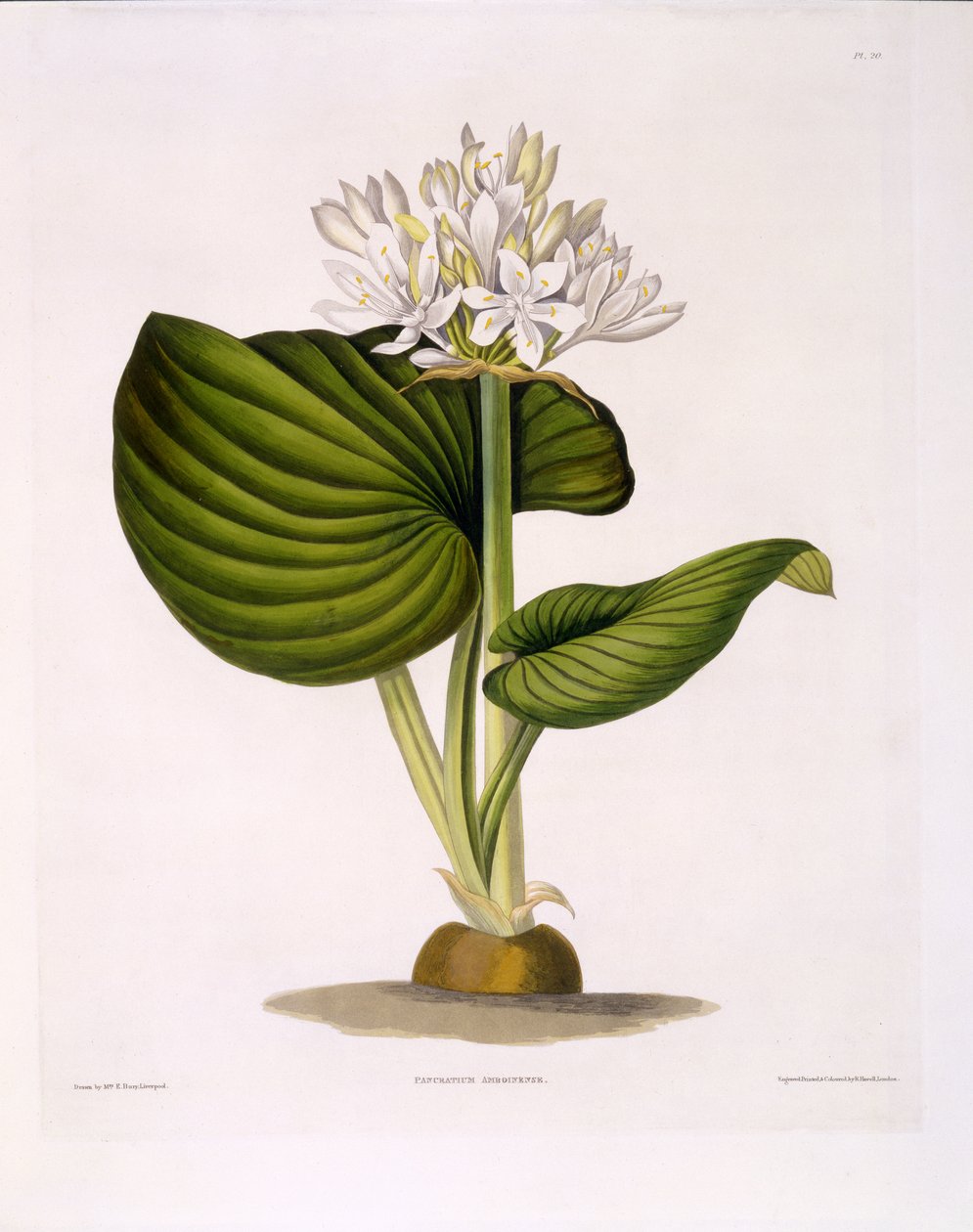 Pancratium Amboinense, tavla 20 från 