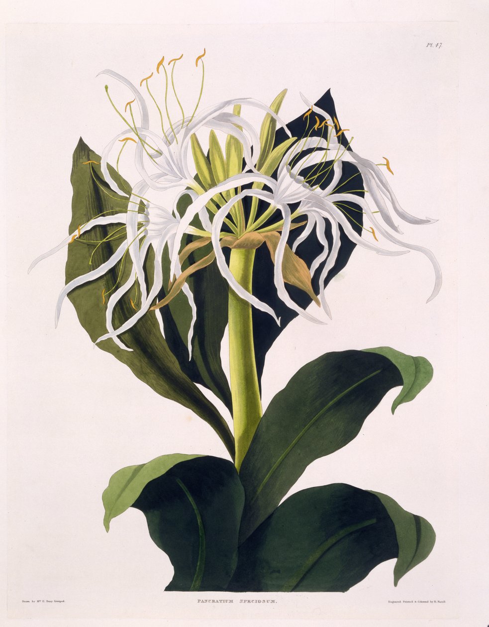 Pancratium Speciosum, Plate 47 från 