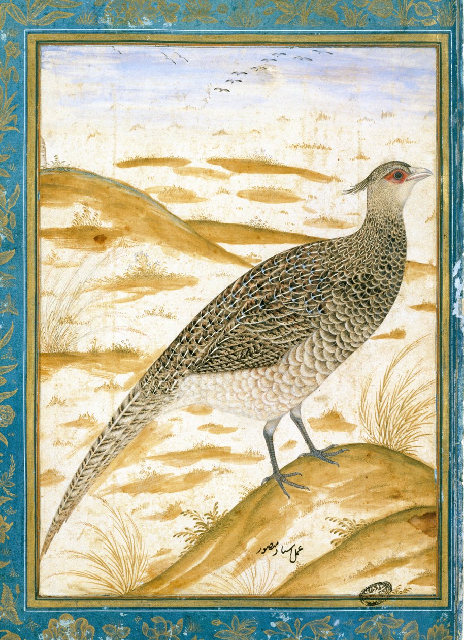 En Himalayas hejarfasan mot ett sandigt landskap, c.1620 av Mughal School