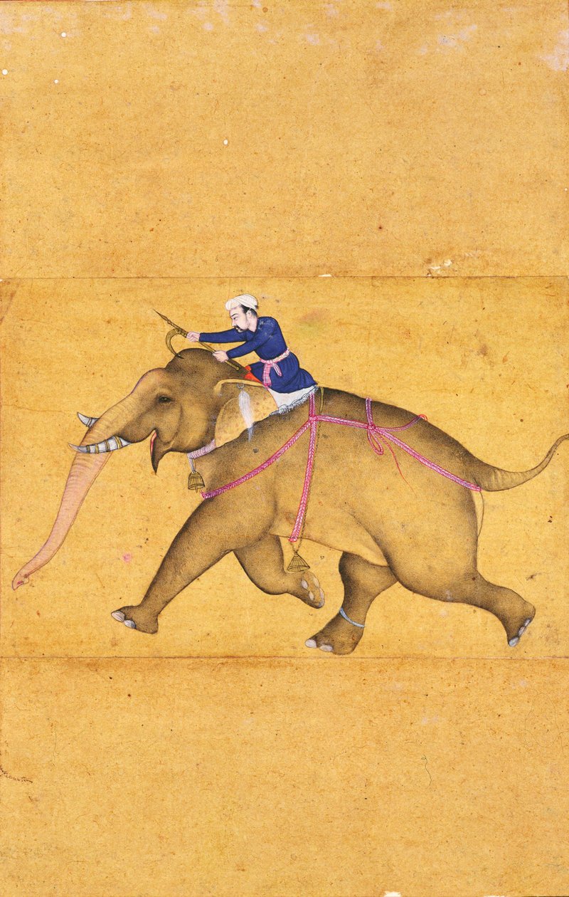 En Mahout som rider på en elefant, från Large Clive Album (linjeteckning med färgtvätt på papper) av Mughal School