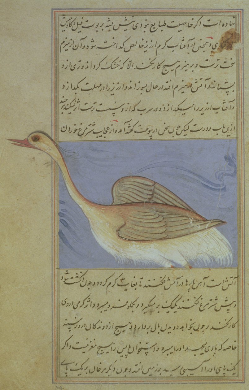 En svan, från Nuzhat-Namah IAlai, 1599 (1007 Hijra) av Mughal School