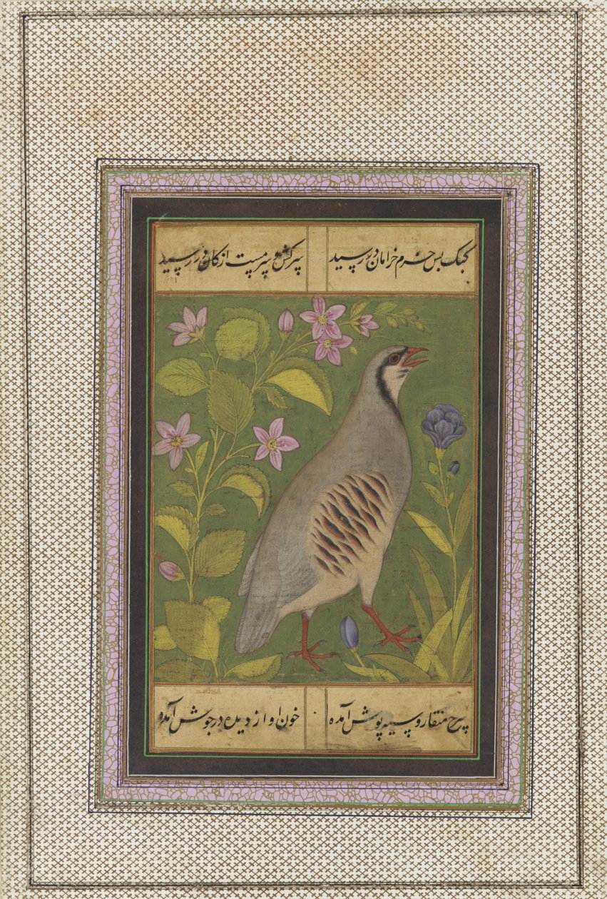 En chukar-rapphöna, fristående manuskriptfolio med målning, sent 1500-tal av Mughal School